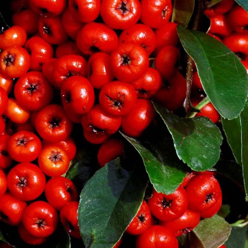 Feuerdorn SAPHYR Rouge - Pyracantha coccinea (Laub)