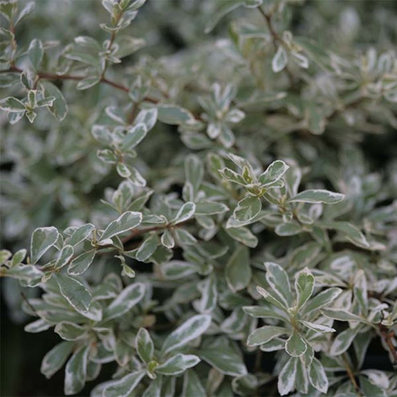 Feuerdorn Sparkler - Pyracantha palustris (Laub)