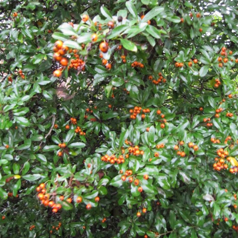 Feuerdorn Teton - Pyracantha (Laub)