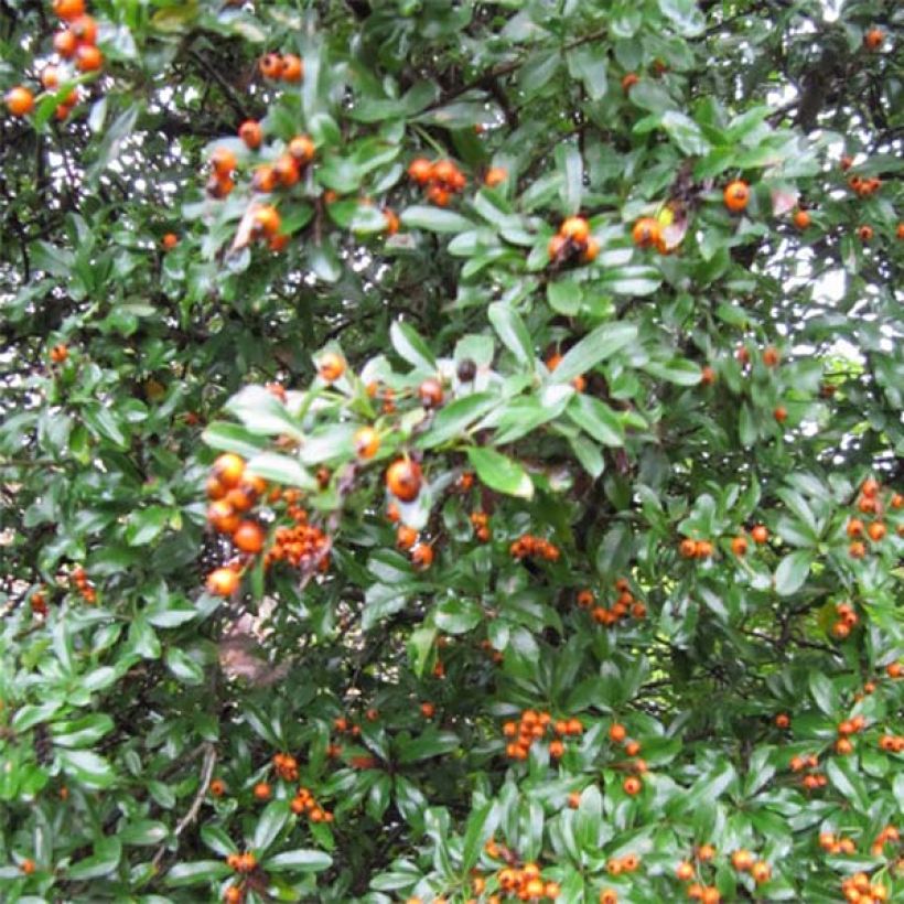 Feuerdorn Teton - Pyracantha (Hafen)