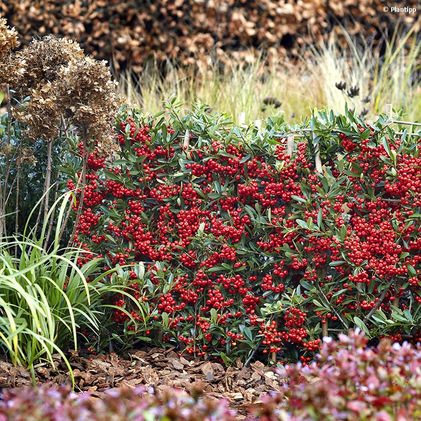 Feuerdorn Red Star - Pyracantha coccinea (Hafen)