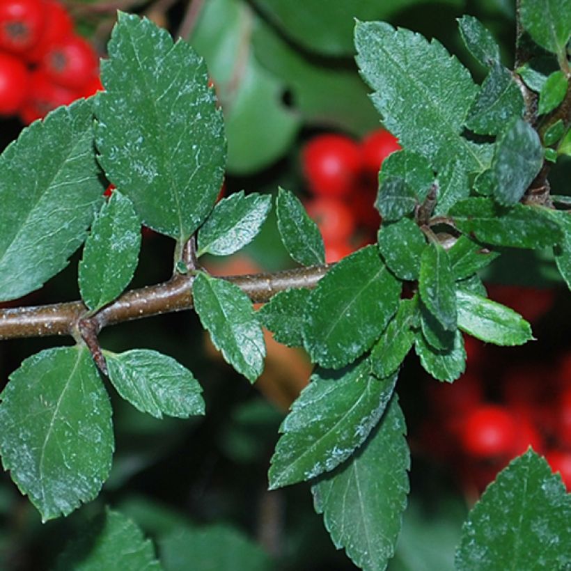 Feuerdorn Red Column - Pyracantha coccinea (Laub)