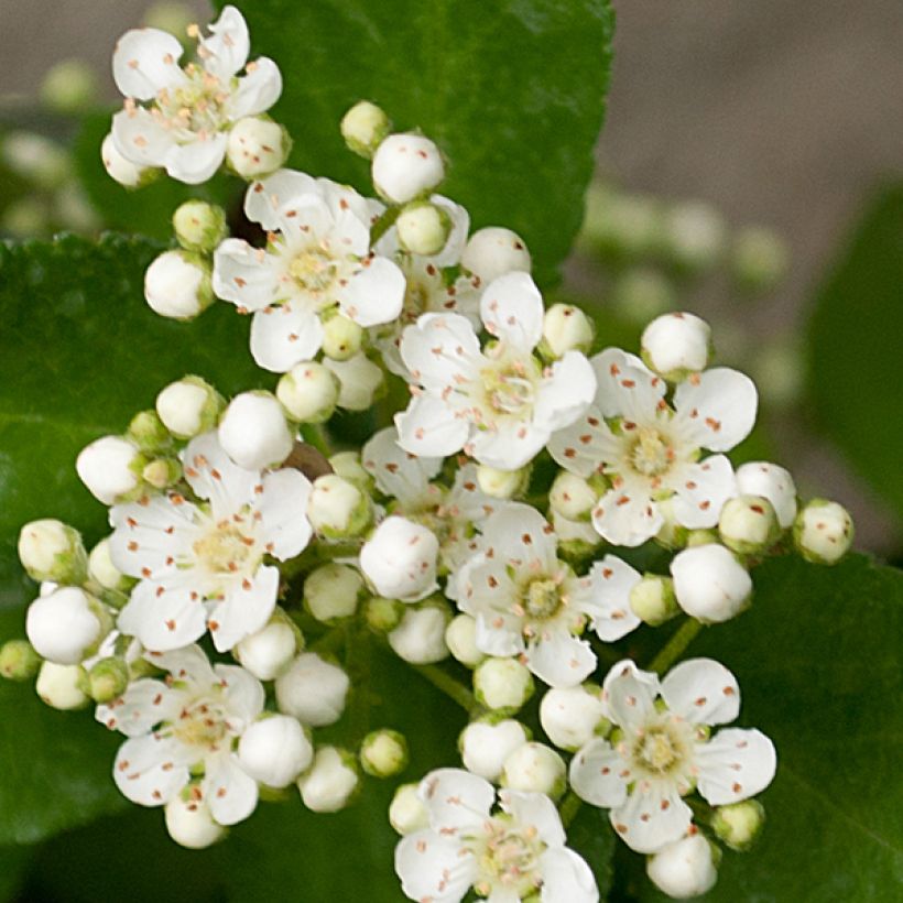 Feuerdorn Red Column - Pyracantha coccinea (Blüte)