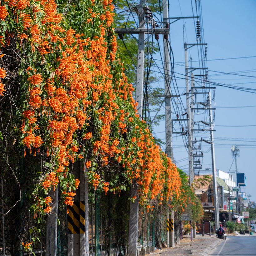 Pyrostegia venusta - Feuerranke (Hafen)