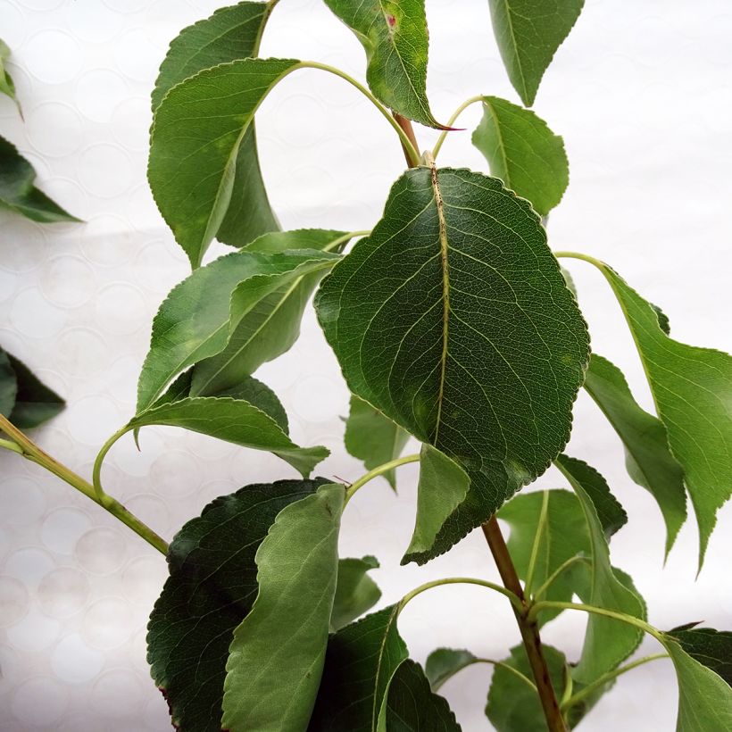 Chinesische Wildbirne Chanticleer - Pyrus calleryana (Laub)