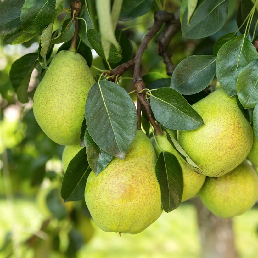 Birnbaum Alexandre Lucas - Pyrus communis (Ernte)