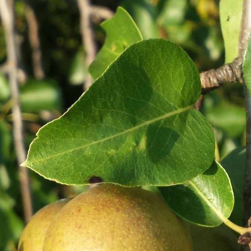 Wilde Birne - Pyrus pyraster (Laub)