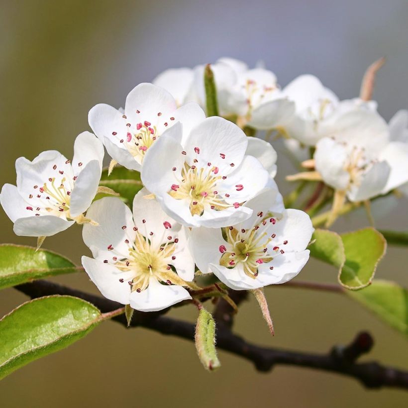 Wilde Birne - Pyrus pyraster (Blüte)