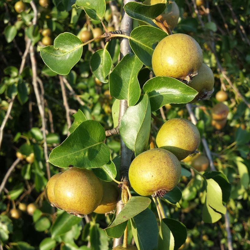 Wilde Birne - Pyrus pyraster (Ernte)