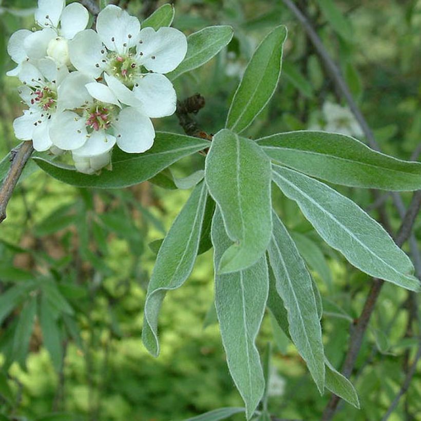 Weidenblättrige Birne Pendula - Pyrus salicifolia (Laub)