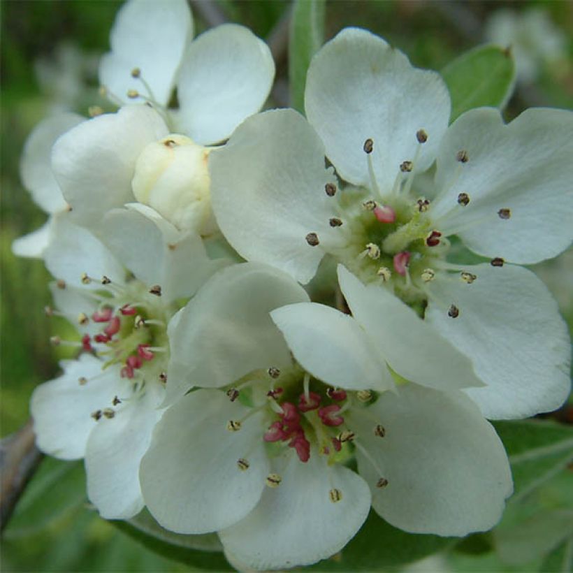 Weidenblättrige Birne Pendula - Pyrus salicifolia (Blüte)