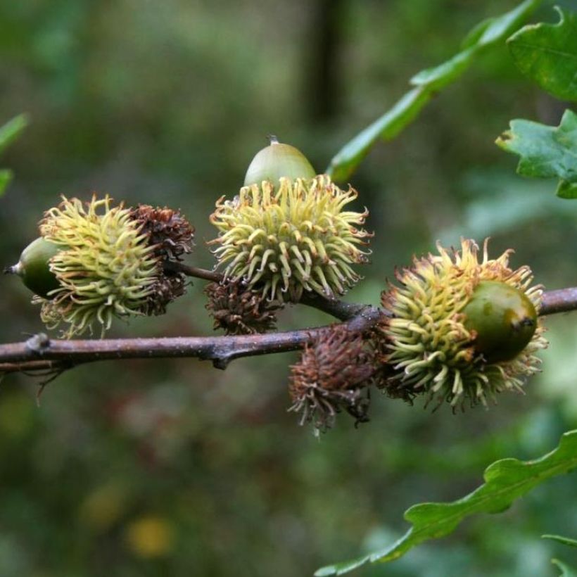 Quercus cerris - Zerr-Eiche (Ernte)