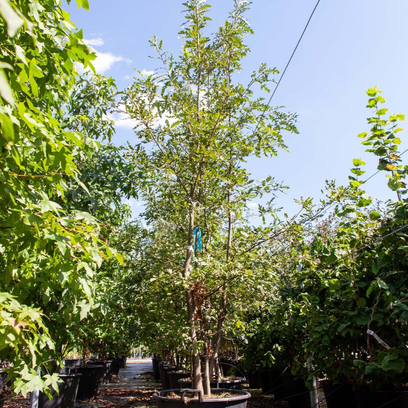 Exemplar von Quercus cerris - Zerr-Eiche Topf mit 80L/90LGelieferte Höhe ca. 250/300cm wie im Frühjahr geliefert