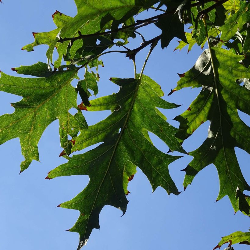 Quercus coccinea Splendens - Scharlach-Eiche (Laub)