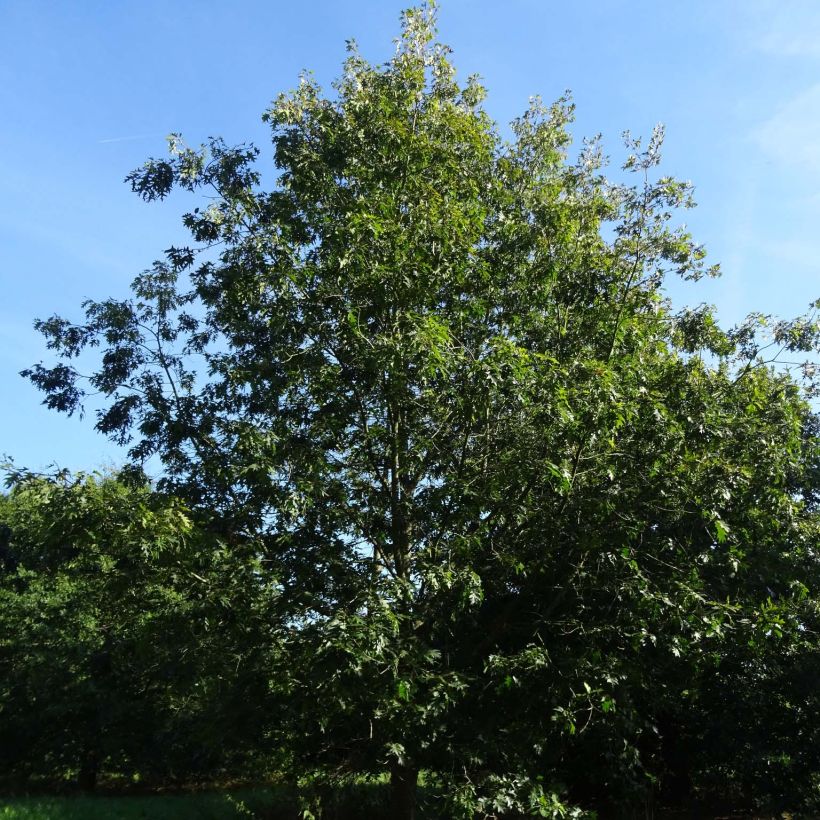 Quercus coccinea Splendens - Scharlach-Eiche (Hafen)