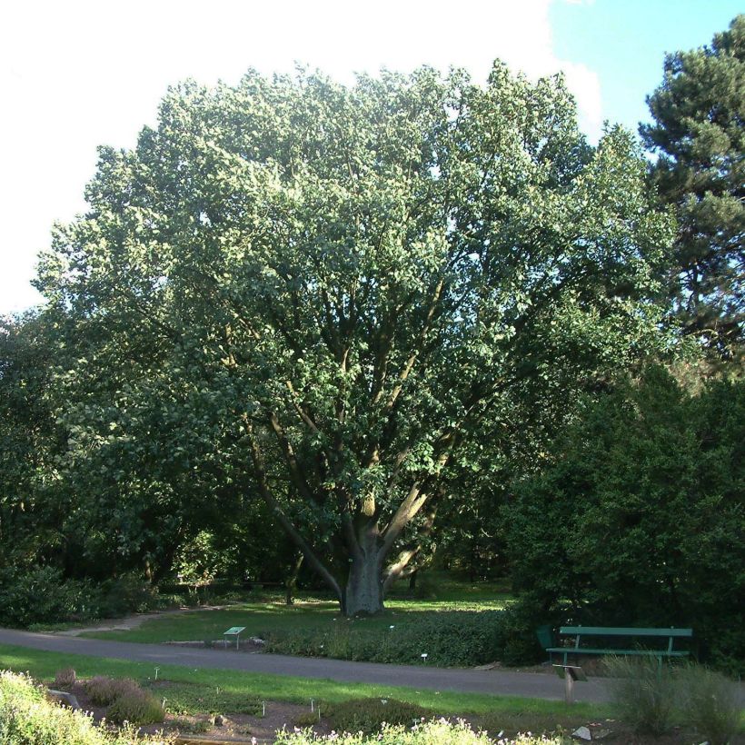 Quercus frainetto - Ungarische Eiche (Hafen)