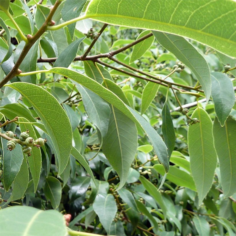 Quercus myrsinifolia - Bambusblättrige Eiche (Laub)