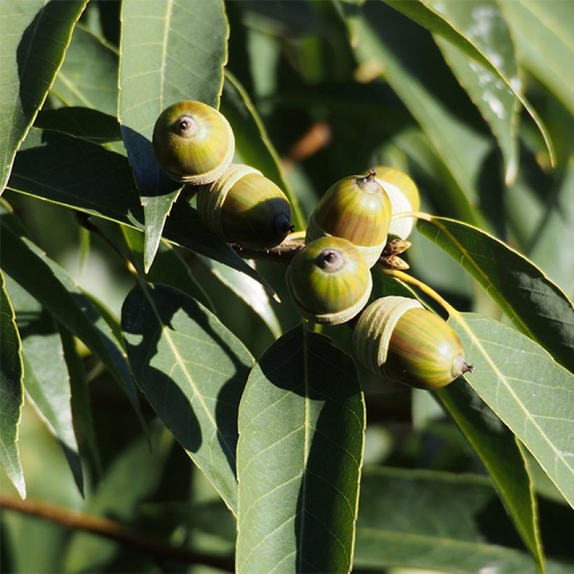 Quercus myrsinifolia - Bambusblättrige Eiche (Ernte)