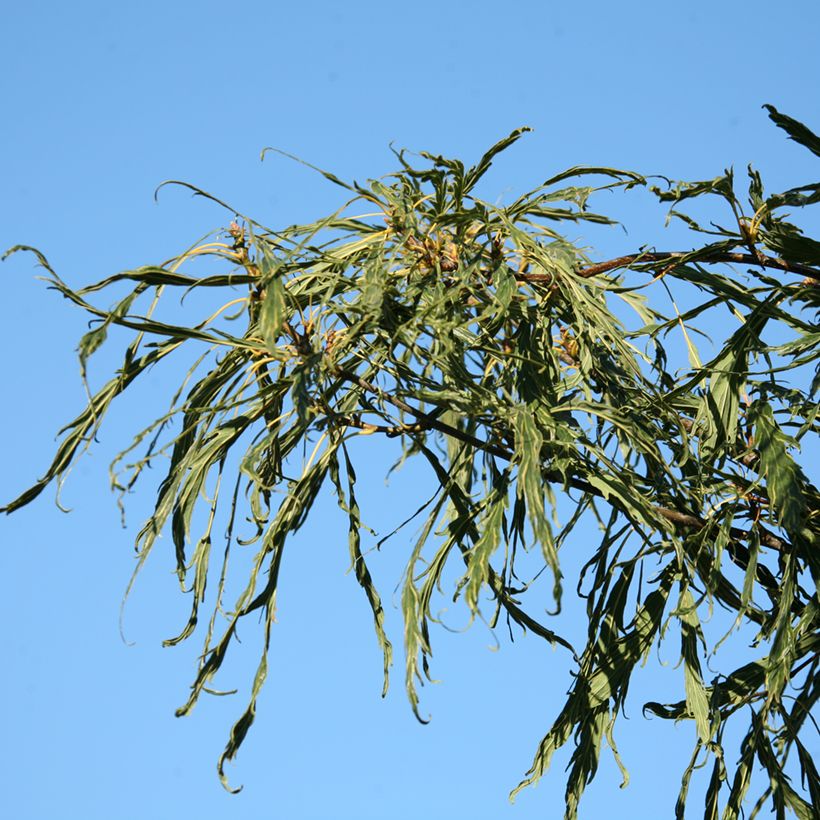 Quercus petraea Insecata - Trauben-Eiche (Laub)