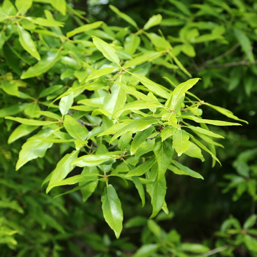 Quercus petraea Mespilifolia - Trauben-Eiche (Laub)