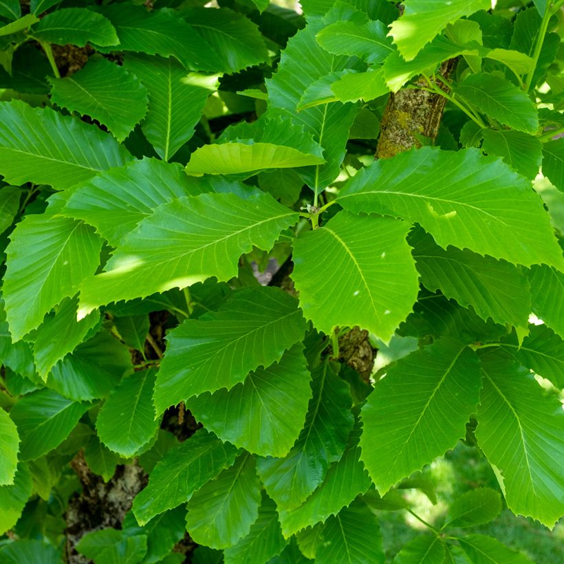 Quercus pontica - Armenische Eiche (Laub)