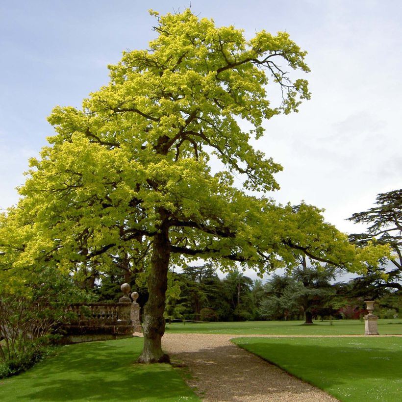 Quercus robur Concordia - Stiel-Eiche (Hafen)