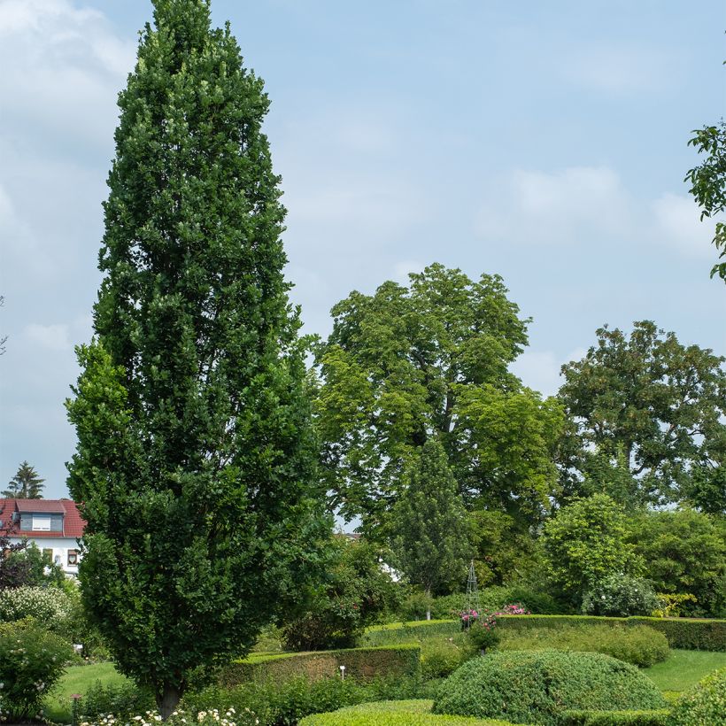 Quercus robur Fastigiata Koster - Stiel-Eiche (Hafen)