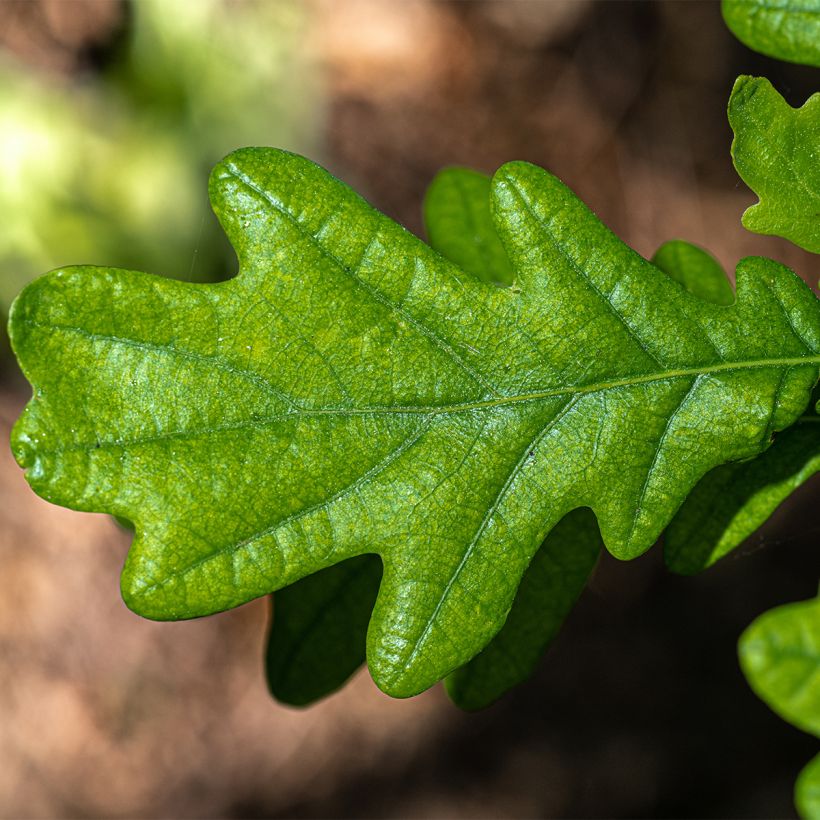 Quercus robur Fastigiata - Stiel-Eiche (Laub)