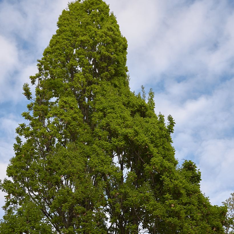 Quercus robur Fastigiata - Stiel-Eiche (Hafen)