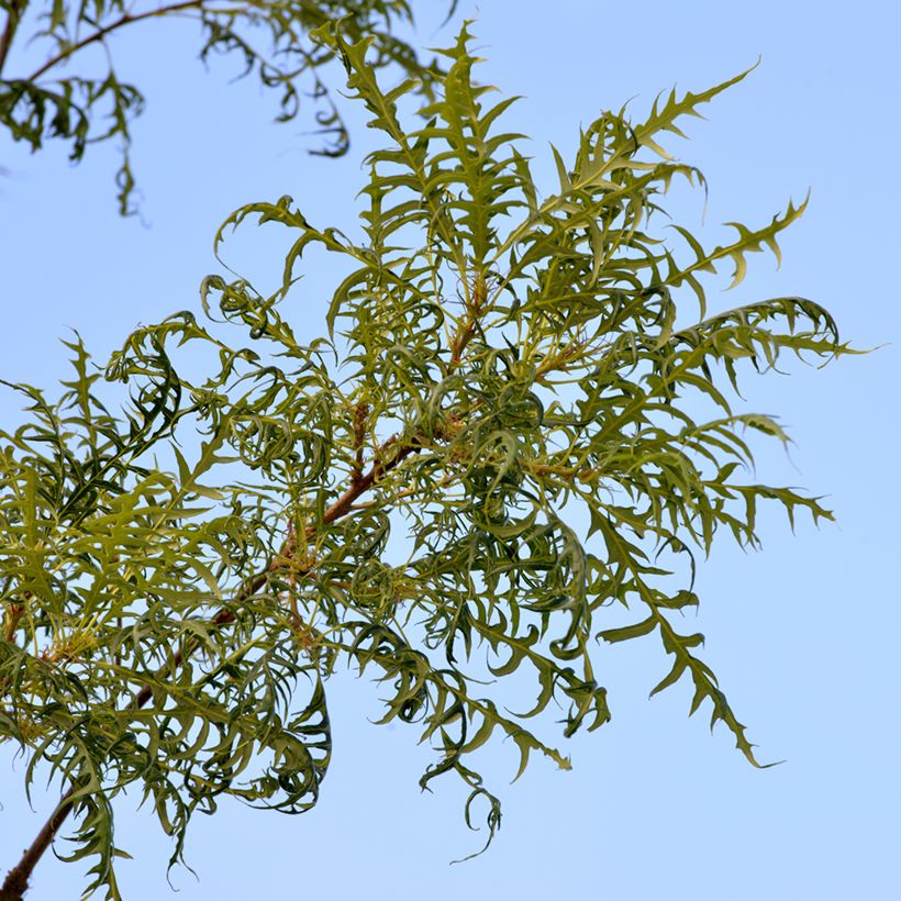 Stiel-Eiche Pectinata - Quercus robur  (Laub)