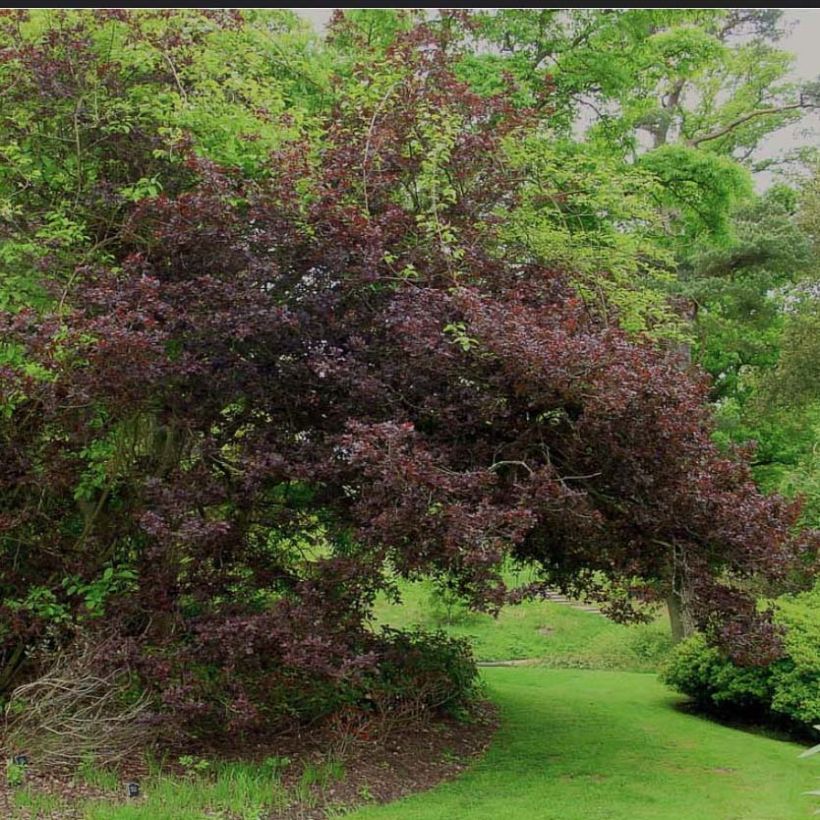 Quercus robur Purpurascens - Stiel-Eiche (Hafen)