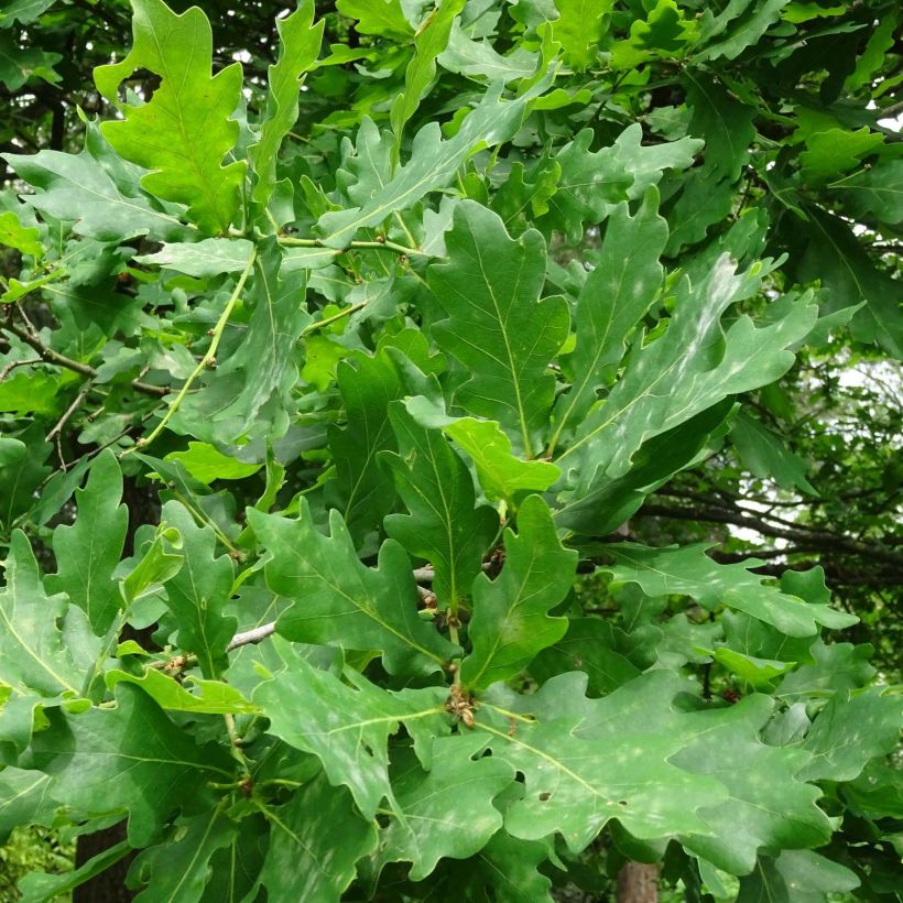 Quercus robur - Stiel-Eiche (Laub)