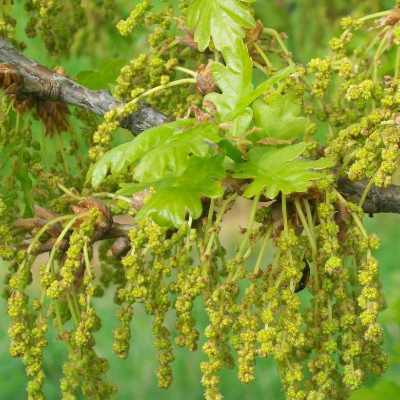 Quercus robur - Stiel-Eiche (Blüte)