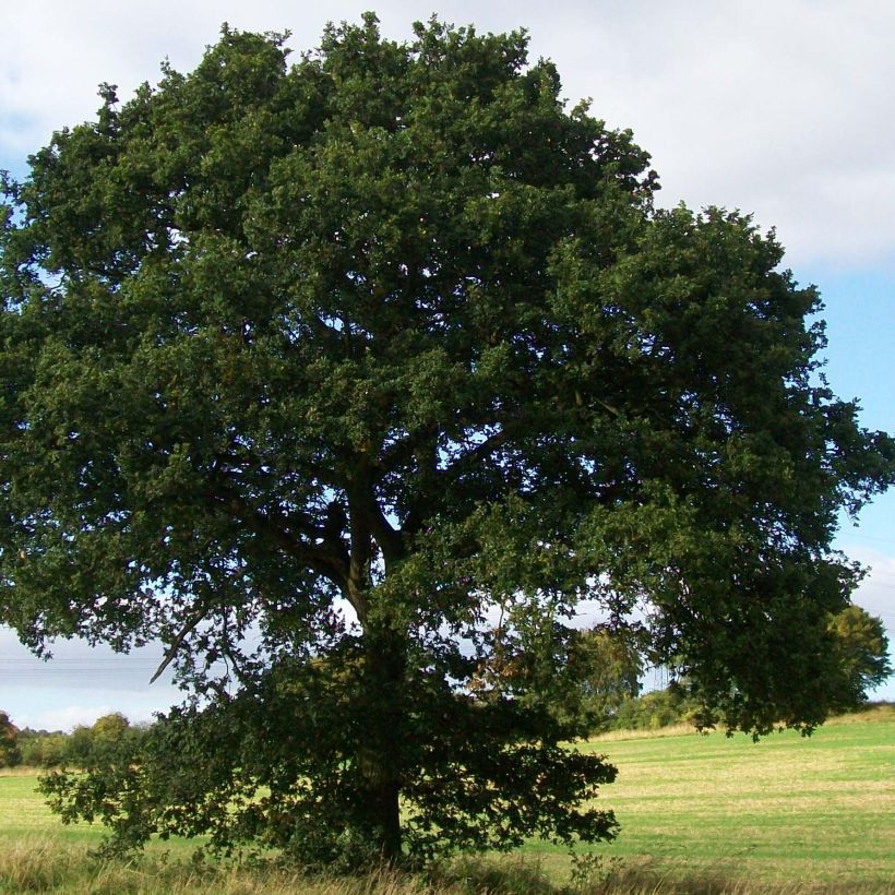 Quercus robur - Stiel-Eiche (Hafen)