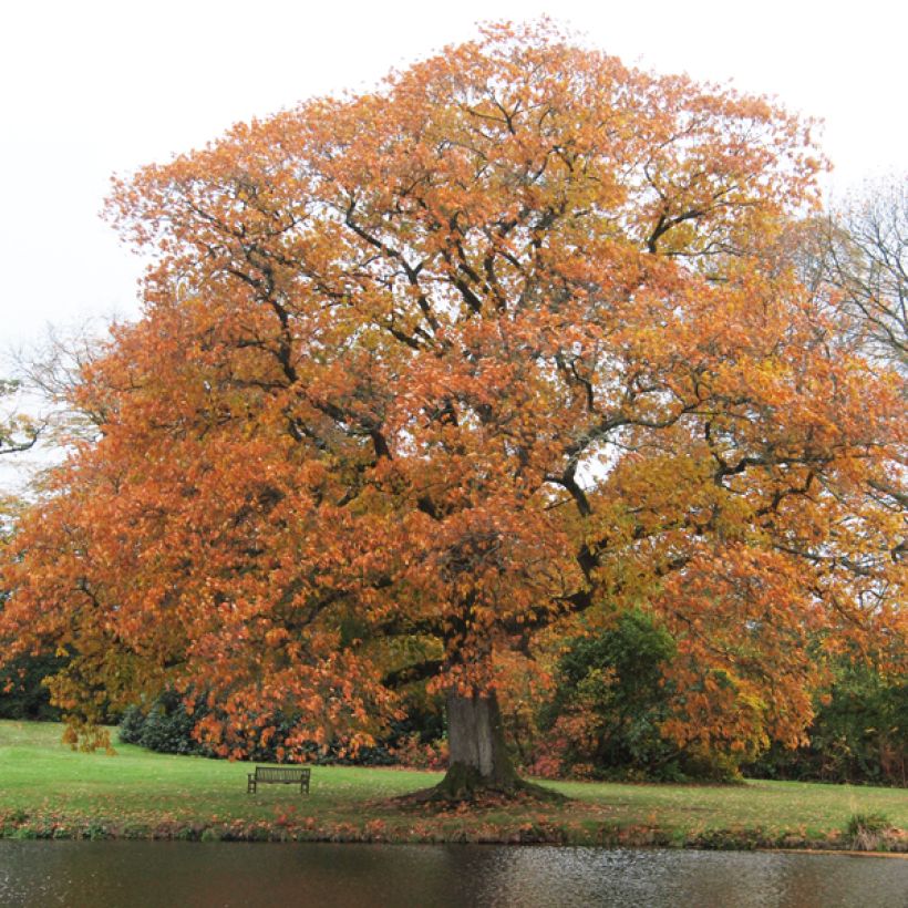 Quercus rubra - Roteiche (Hafen)