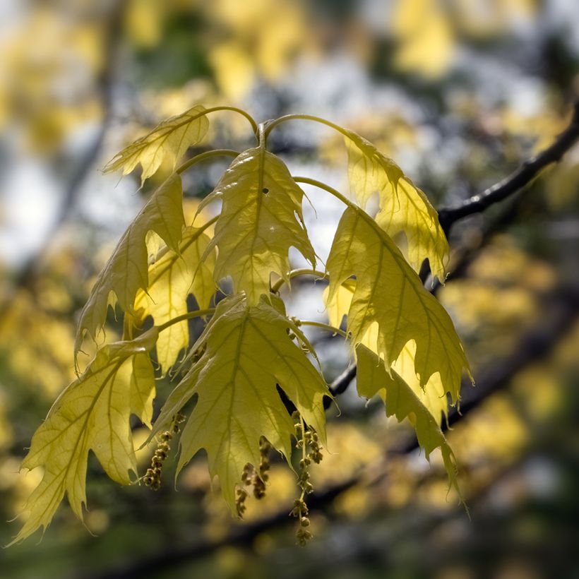 Quercus rubra Aurea - Roteiche (Laub)