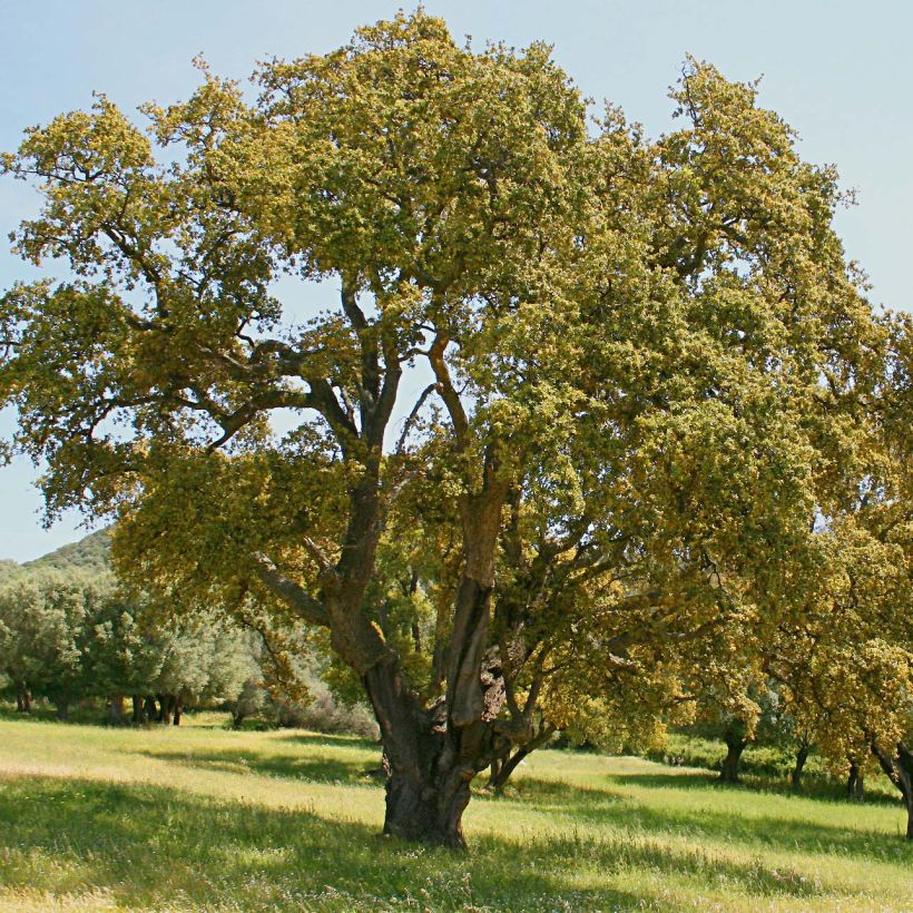 Quercus suber - Kork-Eiche (Hafen)