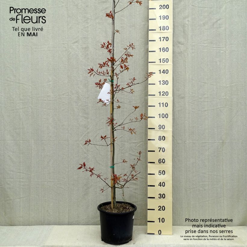 Exemplar von Quercus texana New Madrid - Texas-Eiche Topf mit 7,5L/10LGelieferte Höhe ca. 125/200cm wie im Frühjahr geliefert