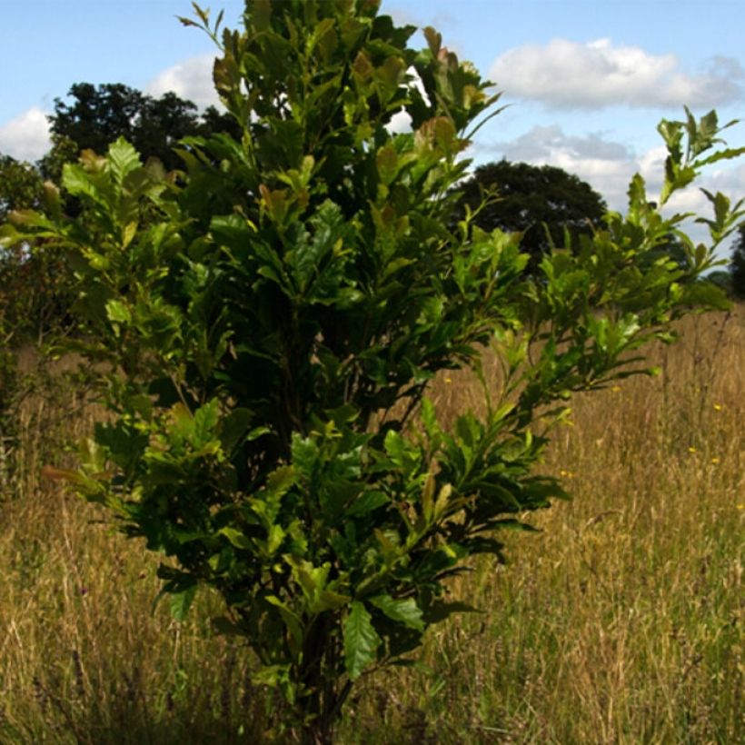 Quercus warei Windcandle - Eiche (Hafen)