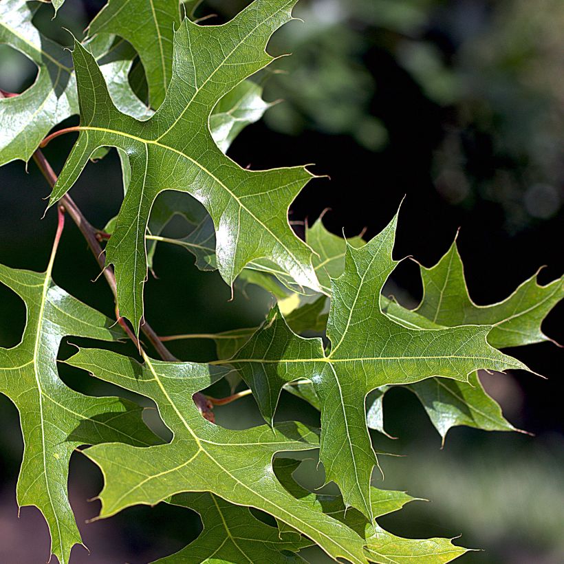 Quercus palustris - Sumpf-Eiche (Laub)