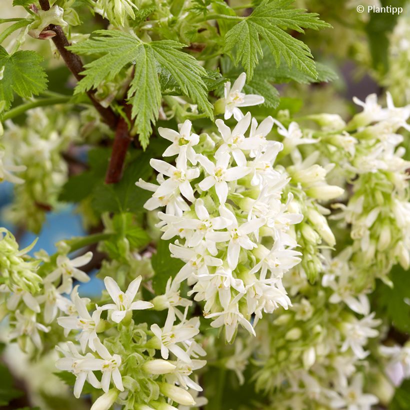 Blut-Johannisbeere Oregon Snowflake - Ribes sanguineum (Blüte)