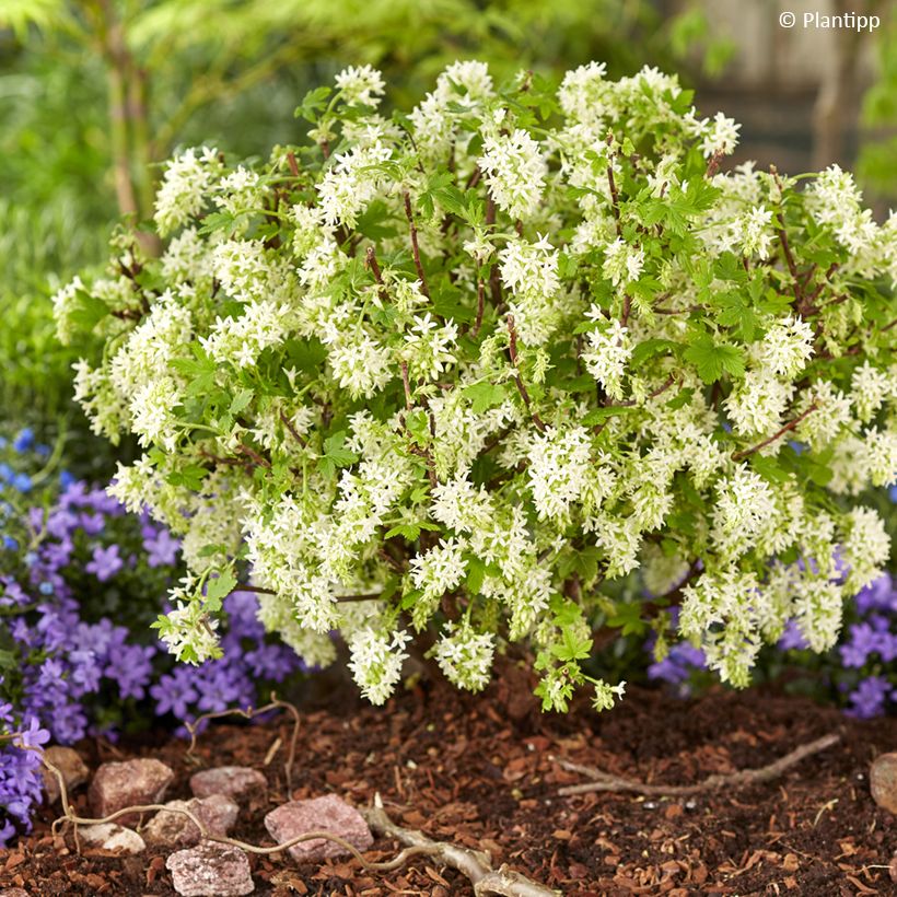 Blut-Johannisbeere Oregon Snowflake - Ribes sanguineum (Hafen)