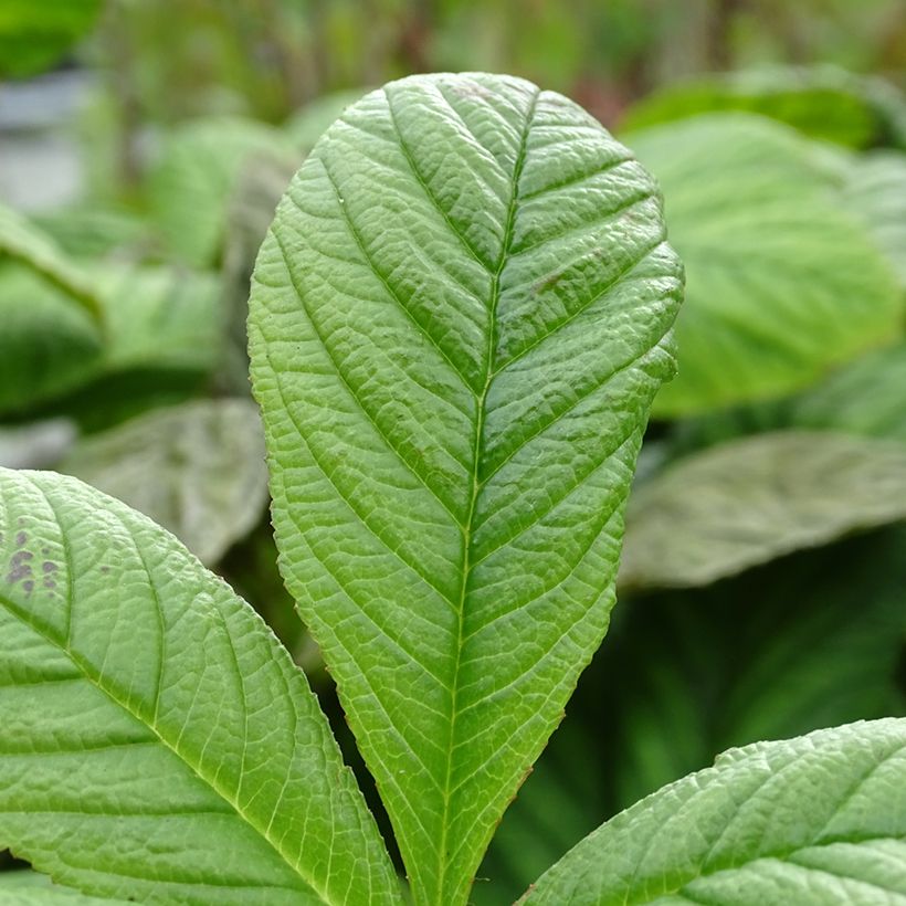 Rodgersia La Blanche - Schaublatt (Laub)