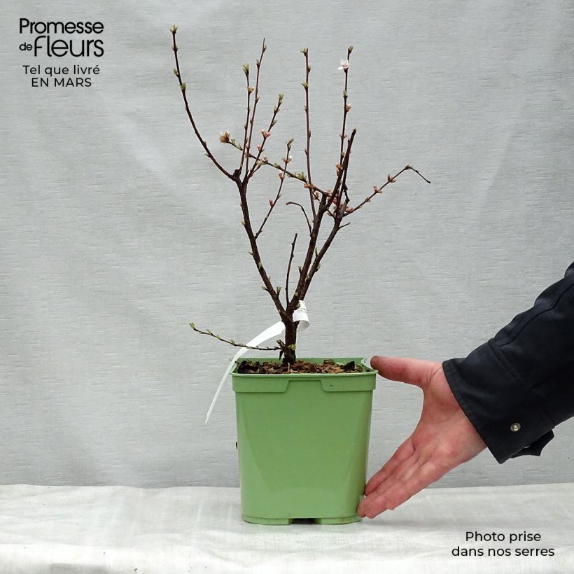 Exemplar von Flaum-Kirsche - Prunus tomentosa Topf mit 2L/3LGelieferte Höhe ca. 30/40cm wie im Frühjahr geliefert