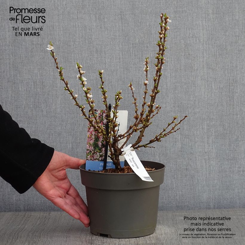 Exemplar von Ragouminier - Prunus tomentosa Pot de 2L/3L wie im Winter geliefert