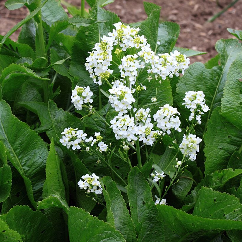 Meerrettich / Kren - Armoracia rusticana (Blüte)