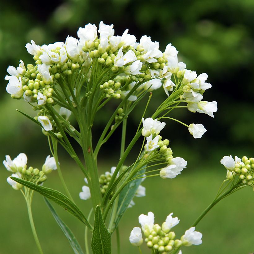 Meerrettich - Armoracia rusticana (Blüte)