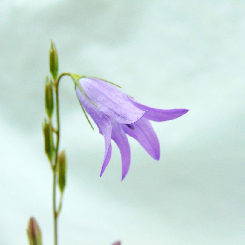 Rapunzel-Glockenblume - Campanula rapunculus (Blüte)