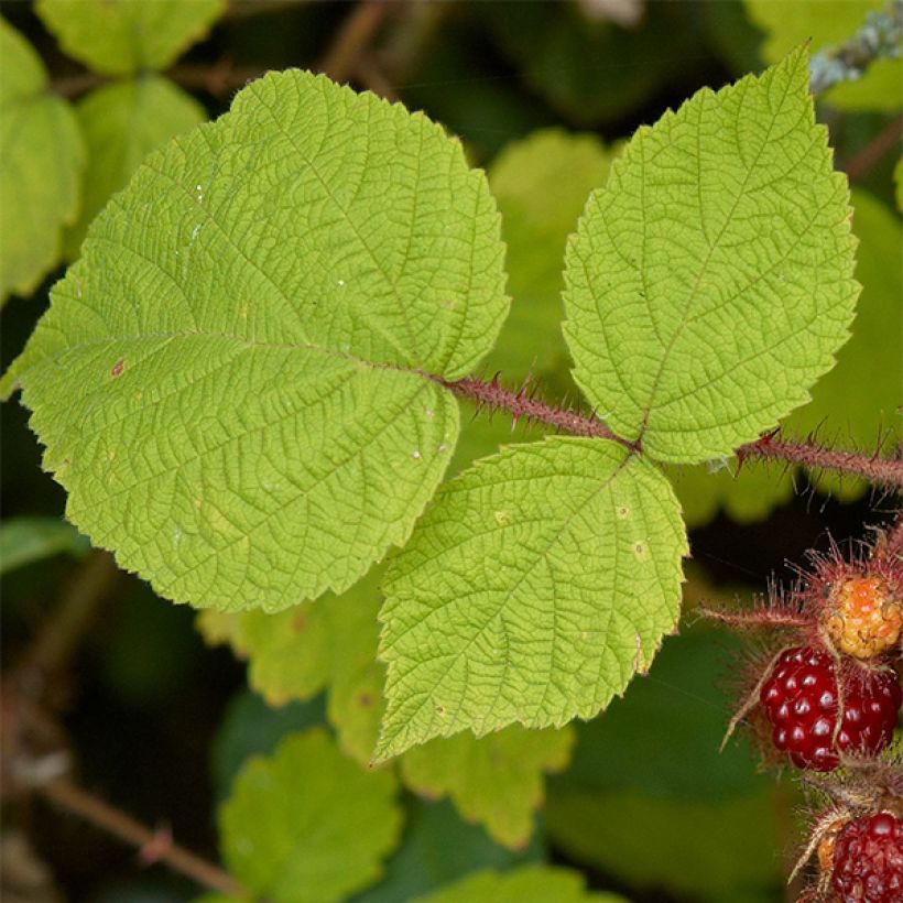 Japanische Weinbeere Raisin du Japon - Rubus phoenicolasius (Laub)