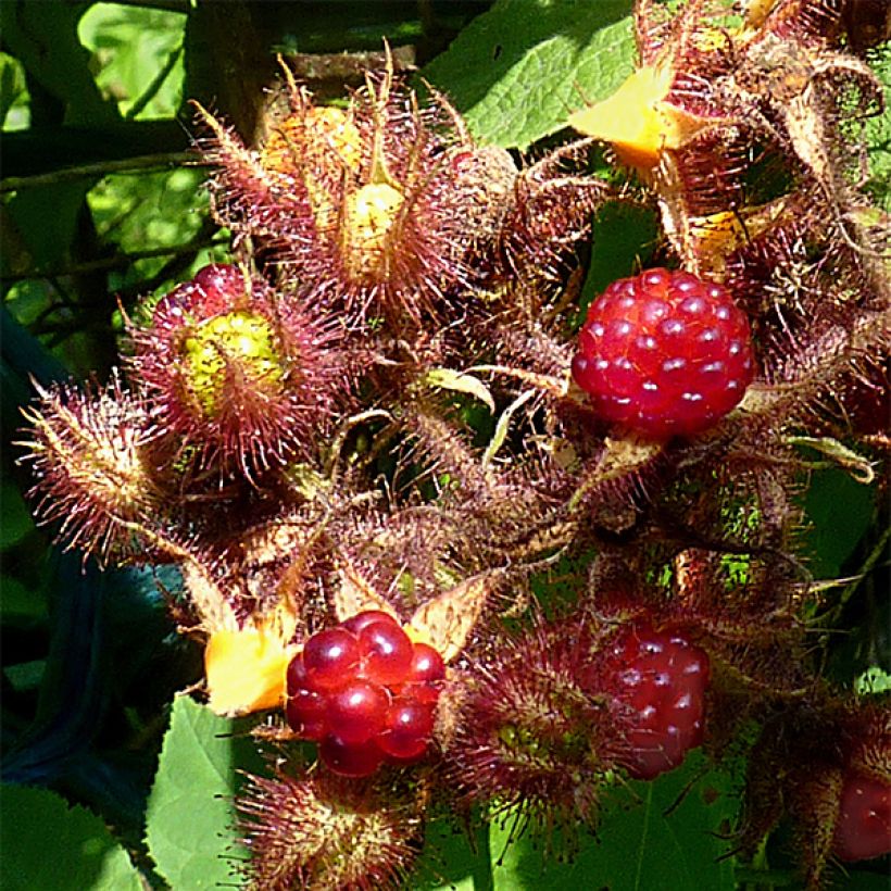 Japanische Weinbeere Raisin du Japon - Rubus phoenicolasius (Ernte)